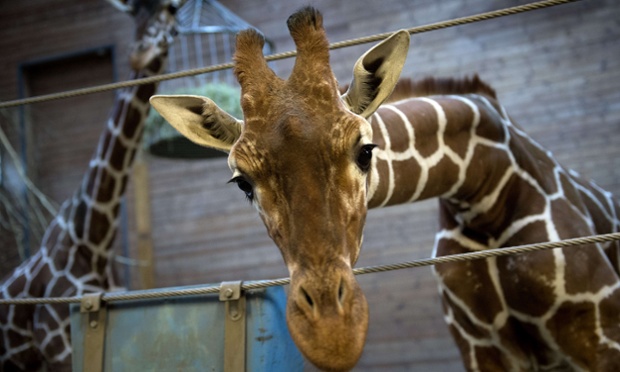 Жираф из зоопарка Копенгагена прилюдно убит и скормлен львам 