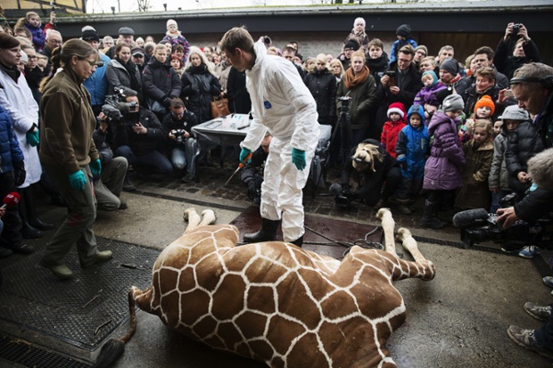 Жираф из зоопарка Копенгагена прилюдно убит и скормлен львам 