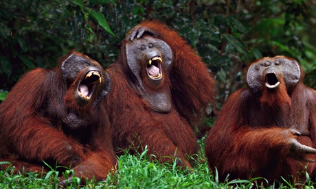 Orangutans-Laughing-011.jpg