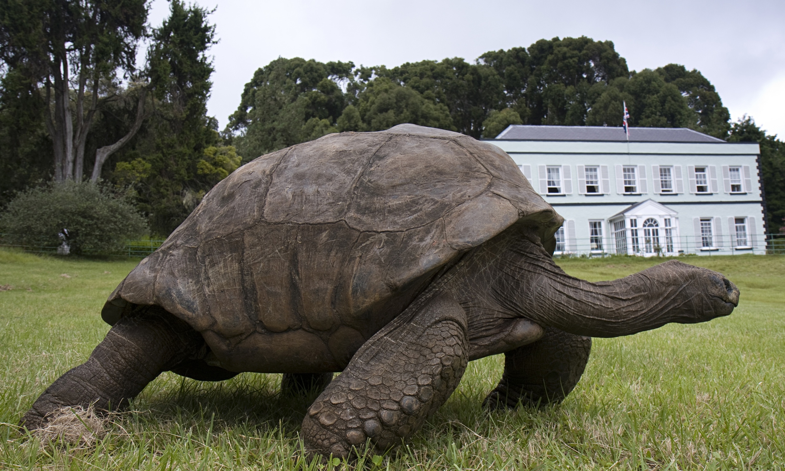 älteste Schildkröte