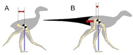 dinosaurs with clubs on their tails