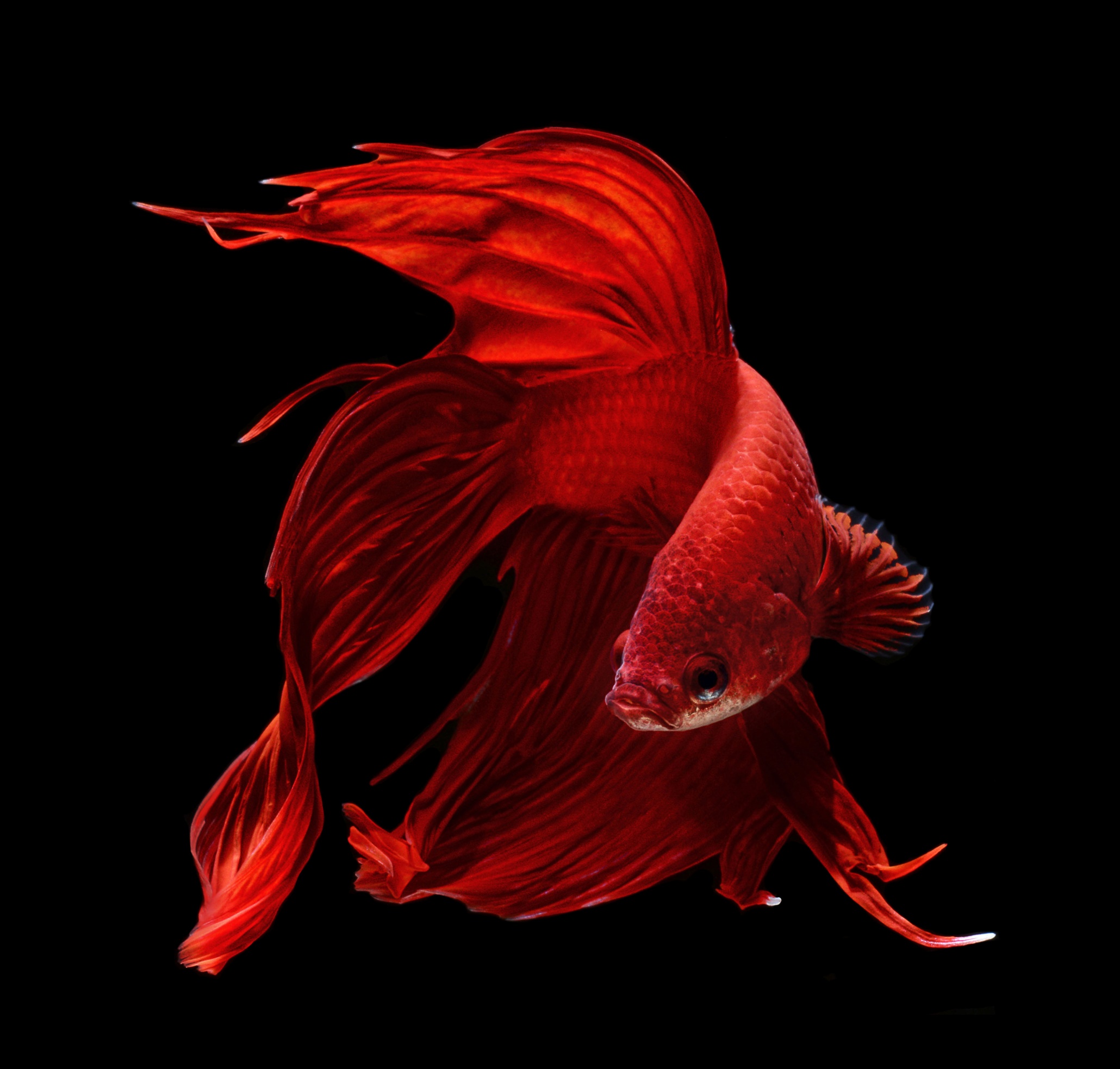 siamese-fighting-fish-art-and-design-the-guardian