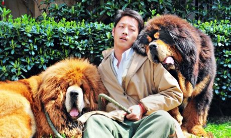 China, Tibetan mastiffs