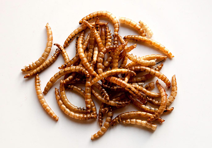 Bugs: Mealworms
