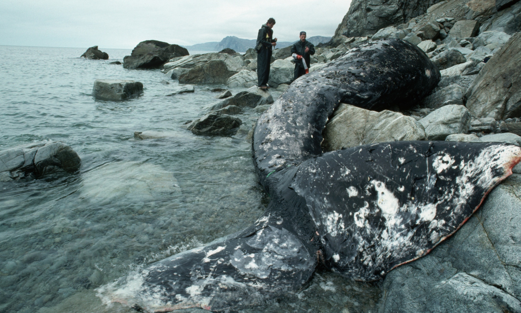 exxon-valdez-oil-spill-in-pictures-environment-the-guardian