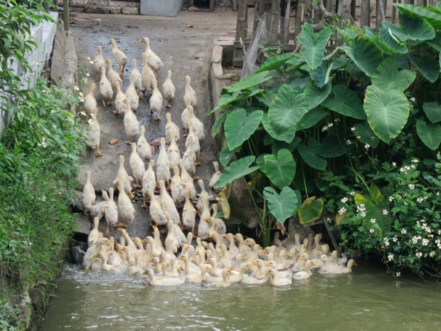 …IT WAS WET!… 'I took this photo on a research trip to Vietnam. It is taken at a village (in Vin Bao area) near between Hanoi and Hai Phong. I have more photos of the area'.