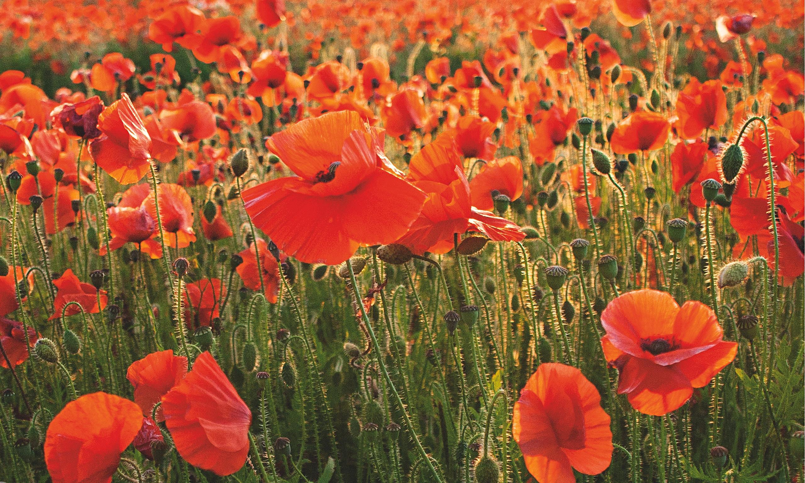 Why The Poppy Is A Symbol Of Remembrance Day