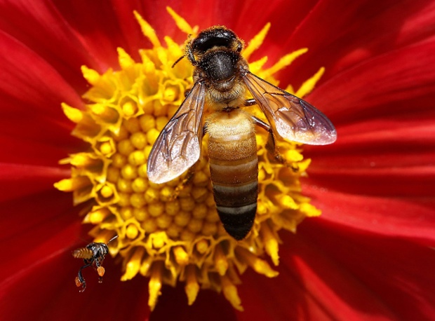 The Week In Wildlife In Pictures Environment The Guardian