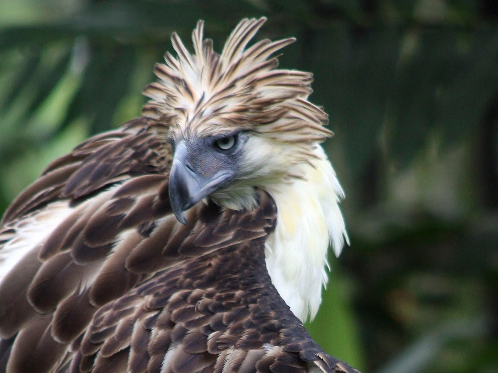 The World s Top 10 Most Unusual And Endangered Birds In Pictures 