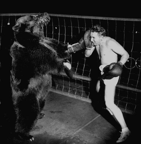 Boxer Gus Waldorf boxing against a bear in 1949.