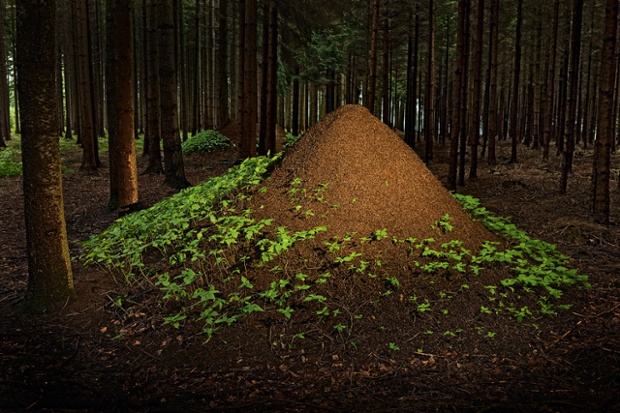 ANIMAL ARCHITECTURE, book out April 2014 European Red Wood Ant (Formica polyctena) nests in pine forest, Hessen, Germany