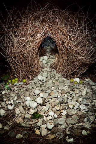 ANIMAL ARCHITECTURE, book out April 2014 Great Bowerbird (Chlamydera nuchalis) bower, Northern Territory, Australia