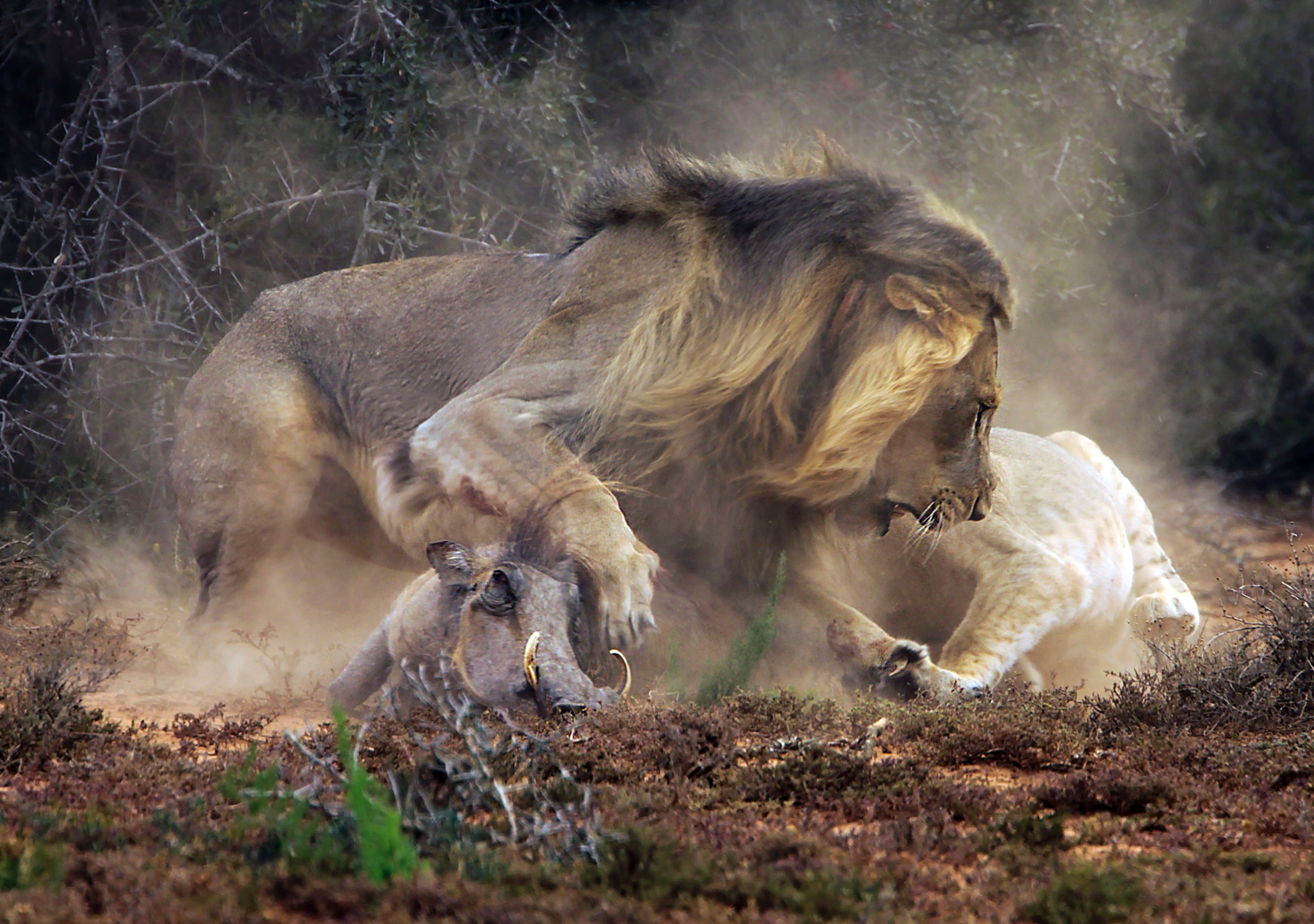 Лев атакует. Бородавочник против Льва. Лев в атаке.