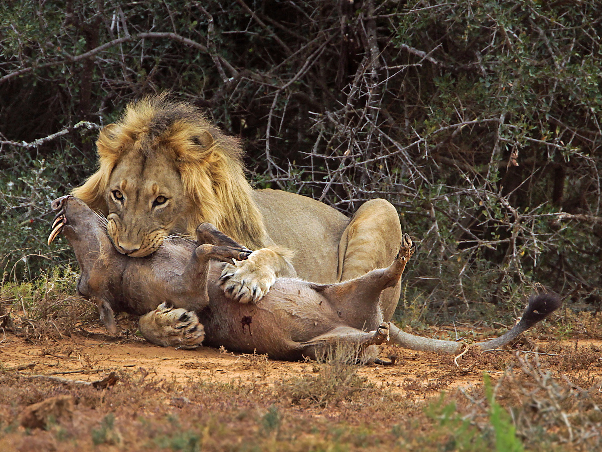 Lion Attacks Warthog In African Game Park - Pictures Environment 