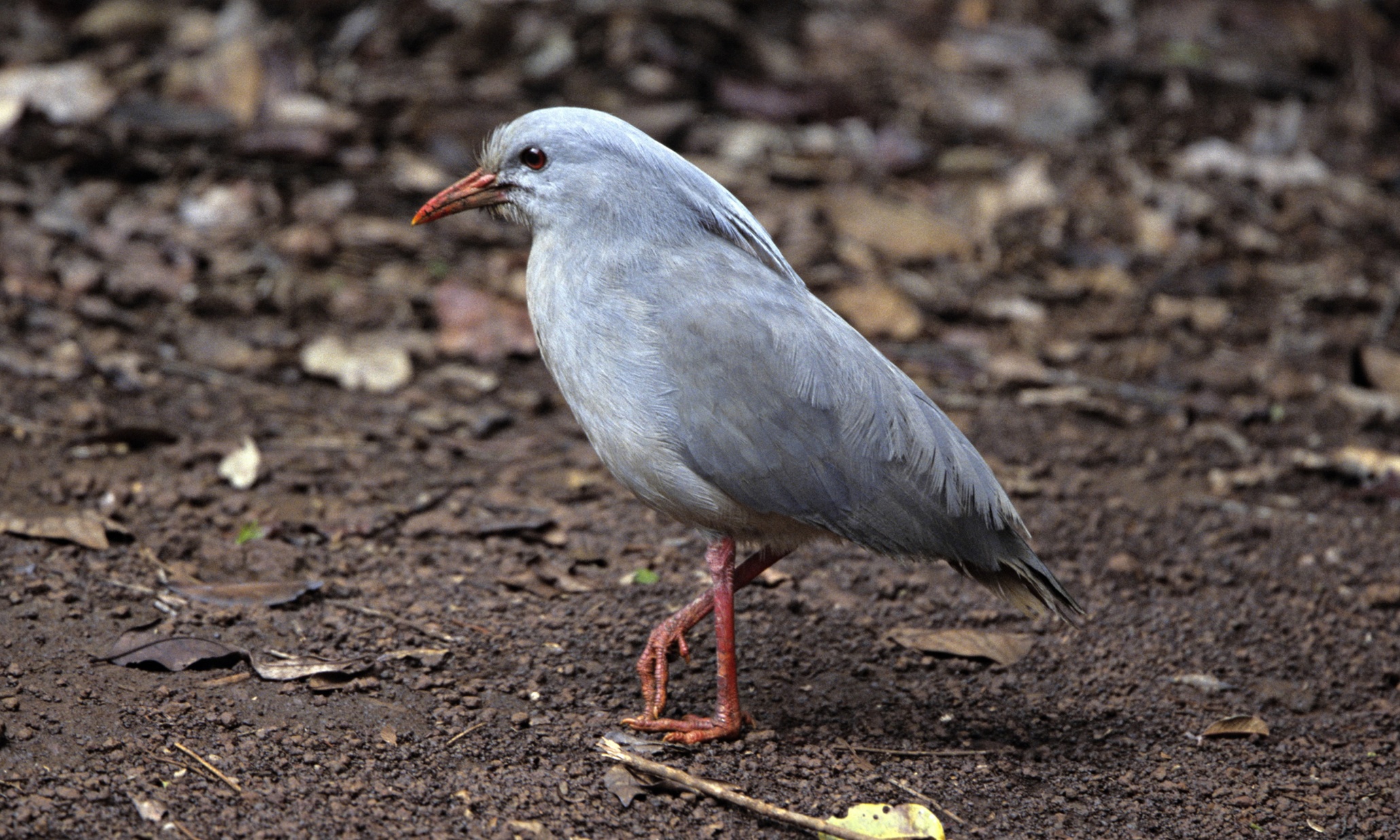 the-world-s-top-10-most-unusual-and-endangered-birds-in-pictures