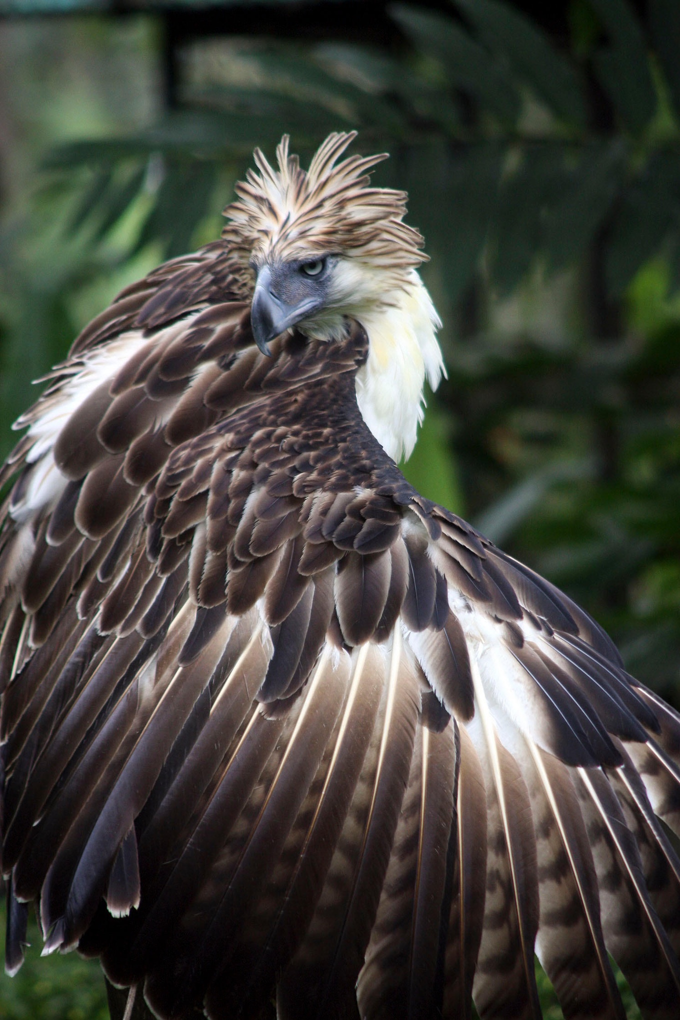 the-world-s-top-10-most-unusual-and-endangered-birds-in-pictures-environment-the-guardian