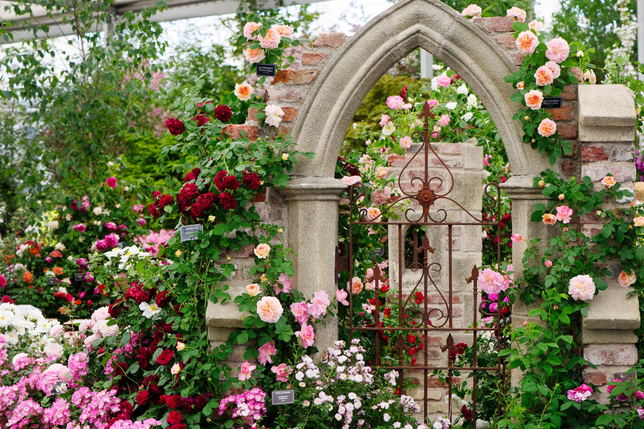 Chelsea Flower Show 2014 In Pictures Life And Style