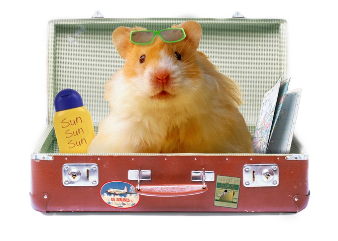 Get To Know Humphrey The Hamster - In Pictures OurDailyRead.