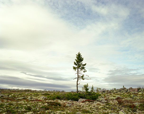 Big Picture Oldest Living: Big Picture Oldest Living