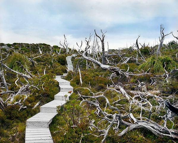 Big Picture Oldest Living: Wooden Path in Ancient Forest