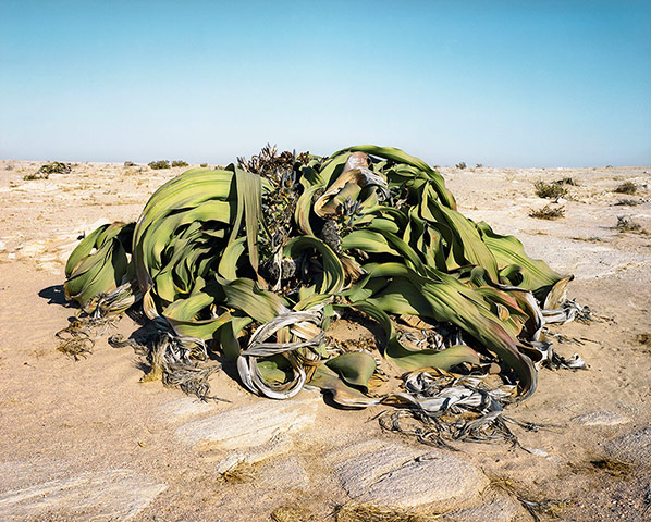 Big Picture Oldest Living: Ancient tree in desert