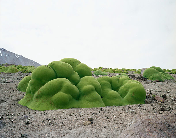 Big Picture Oldest Living: Covered rock