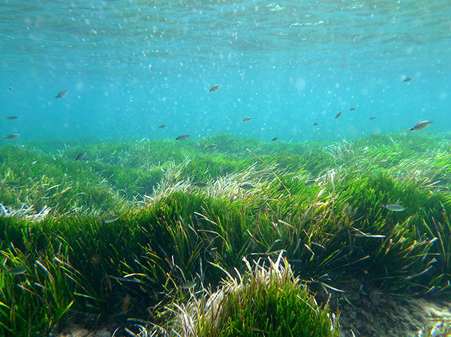 Big Picture Oldest Living: Underwater seaweed and fish