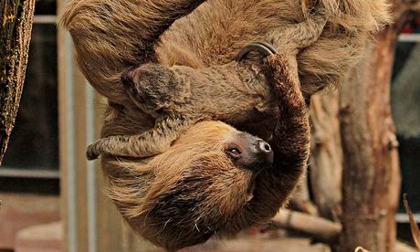 http://static.guim.co.uk/sys-images/Guardian/Pix/pictures/2014/5/23/1400836310376/London-zoo-sloths-009.jpg