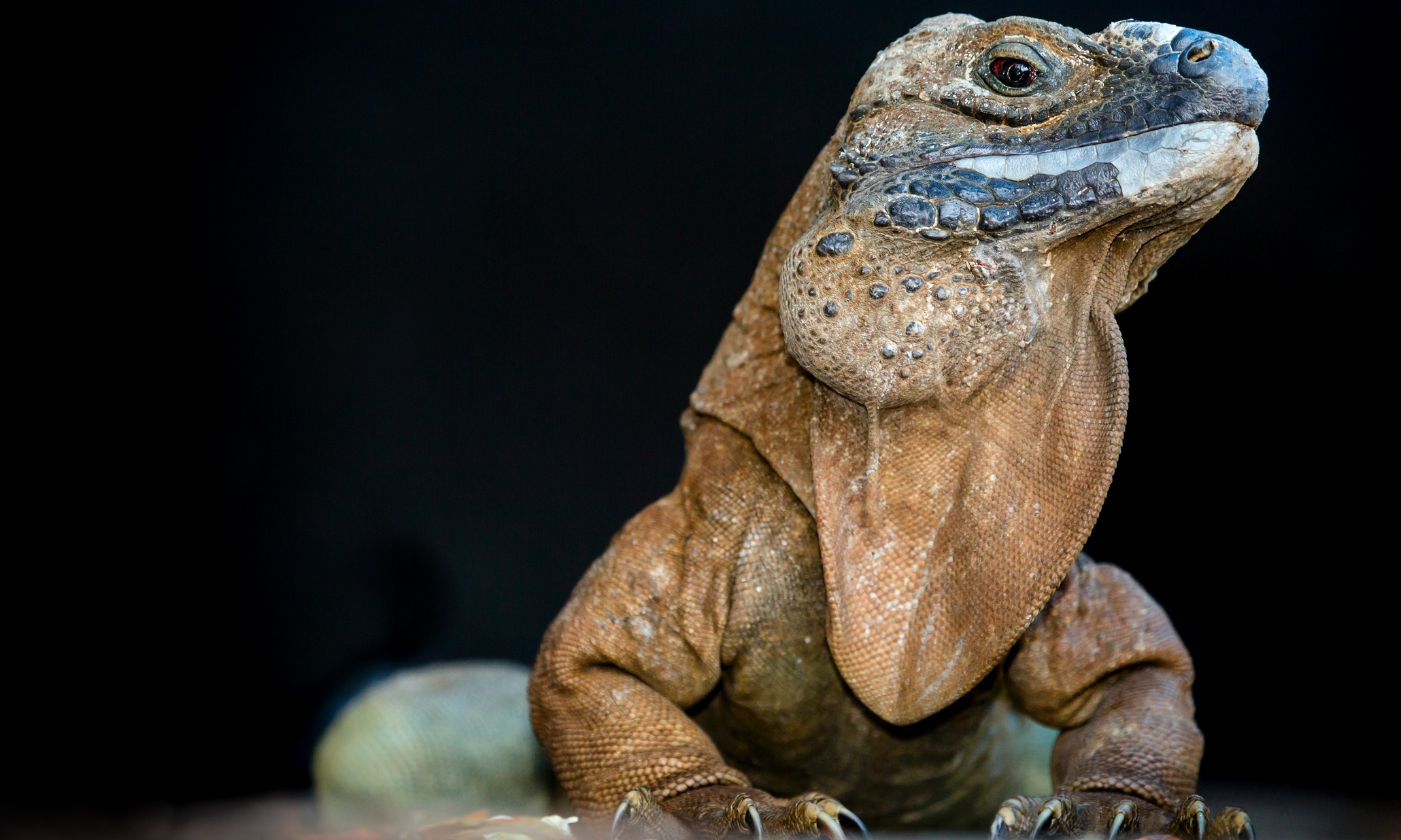 What Animals Are Native To Jamaica