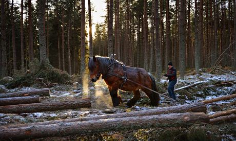 Horse Logging On The Balmoral Estate