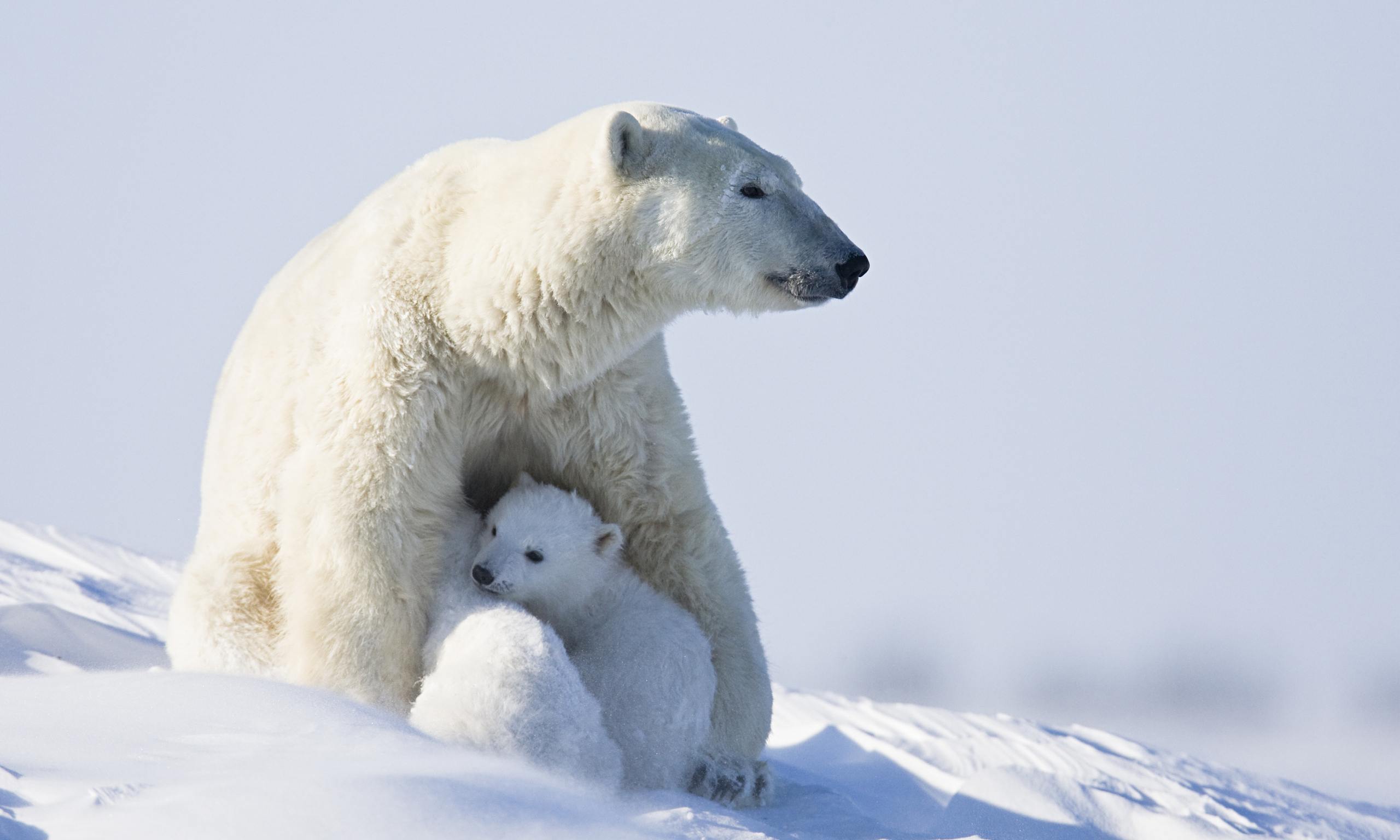 fewer-polar-bear-cubs-are-being-born-in-the-arctic-islands-survey