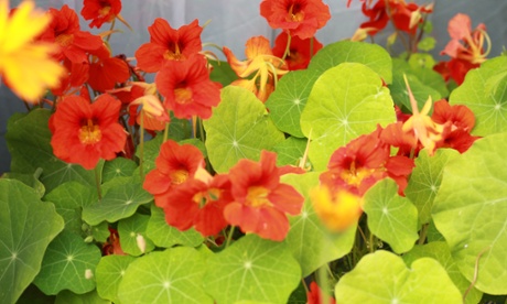 Vertical veg man edible flowers: nasturtiums