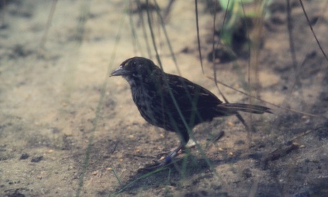 One of the last living male Dusky Seaside Sparrows is seen in this 1981 file photo while in captivity at Santa Fe Community College in Gainesville, Florida. DDT pesticide spraying contributed to the extinction of this species since 1940.