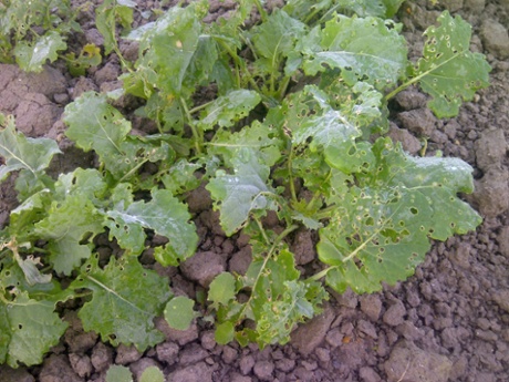 Flea beetles attack young oilseed rape plants.