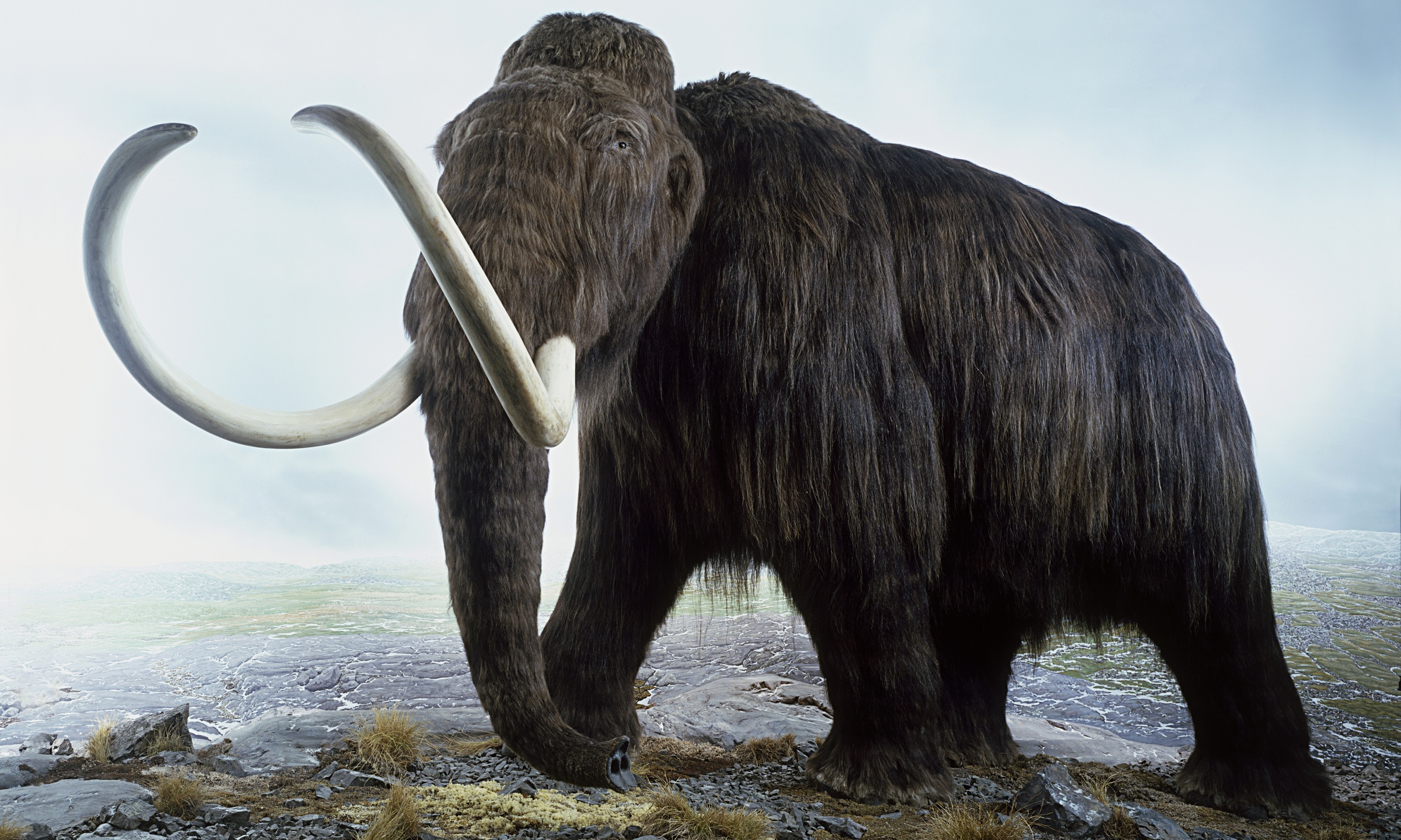 What Does The Bible Say About Woolly Mammoth