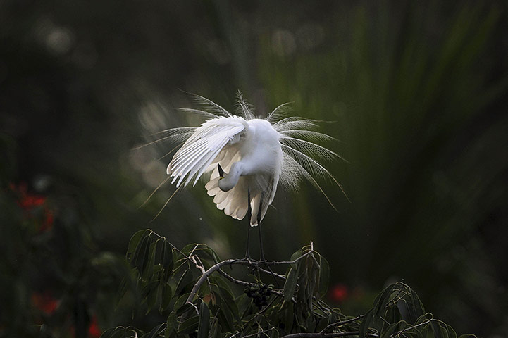 20 Photos: An egret in Gauhati, India, on the eve of World Environment Day
