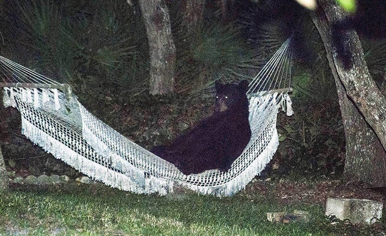 20 Photos: A black bear lies on a hammock at a back yard in Daytona Beach Florida