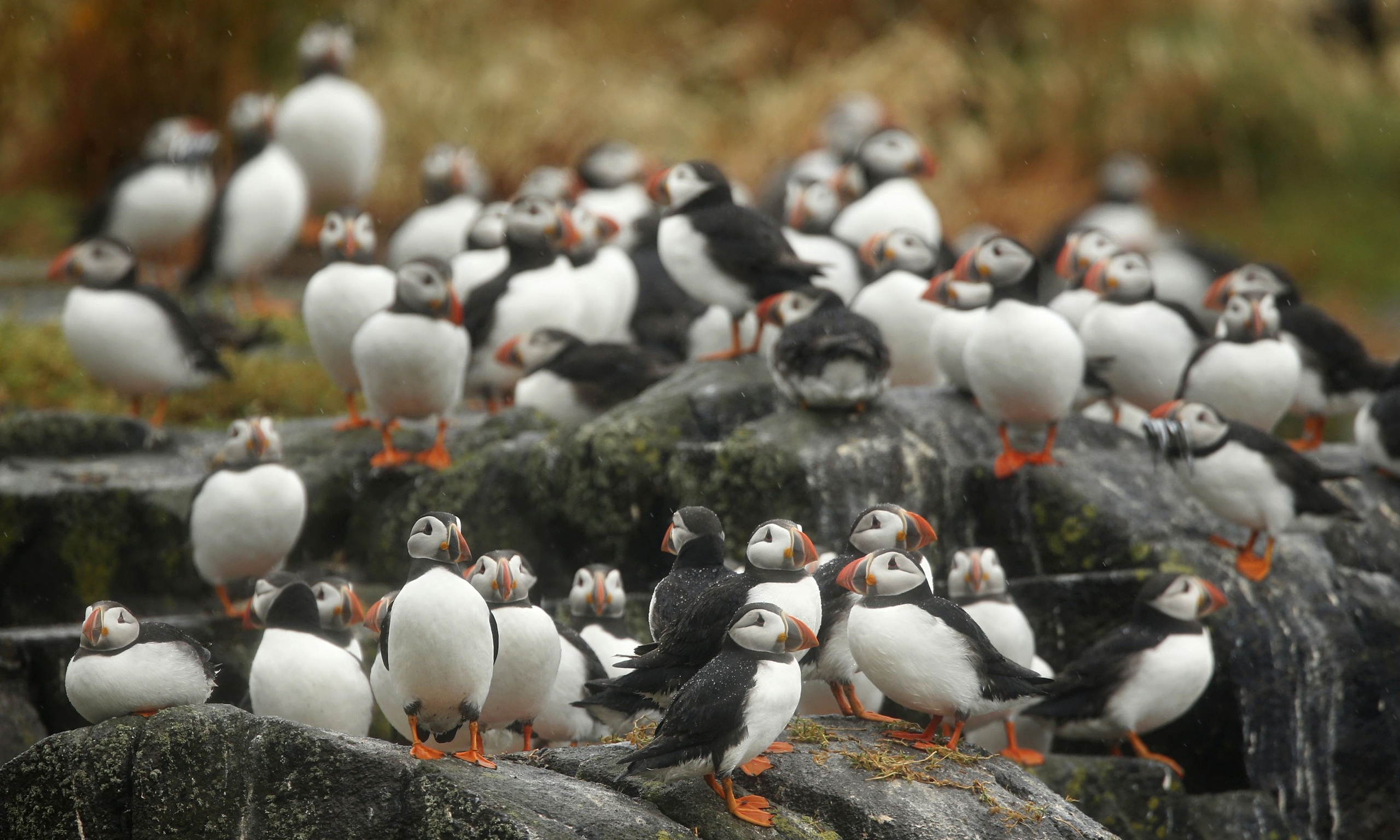 scotland-s-threatened-puffins-have-successful-breeding-season