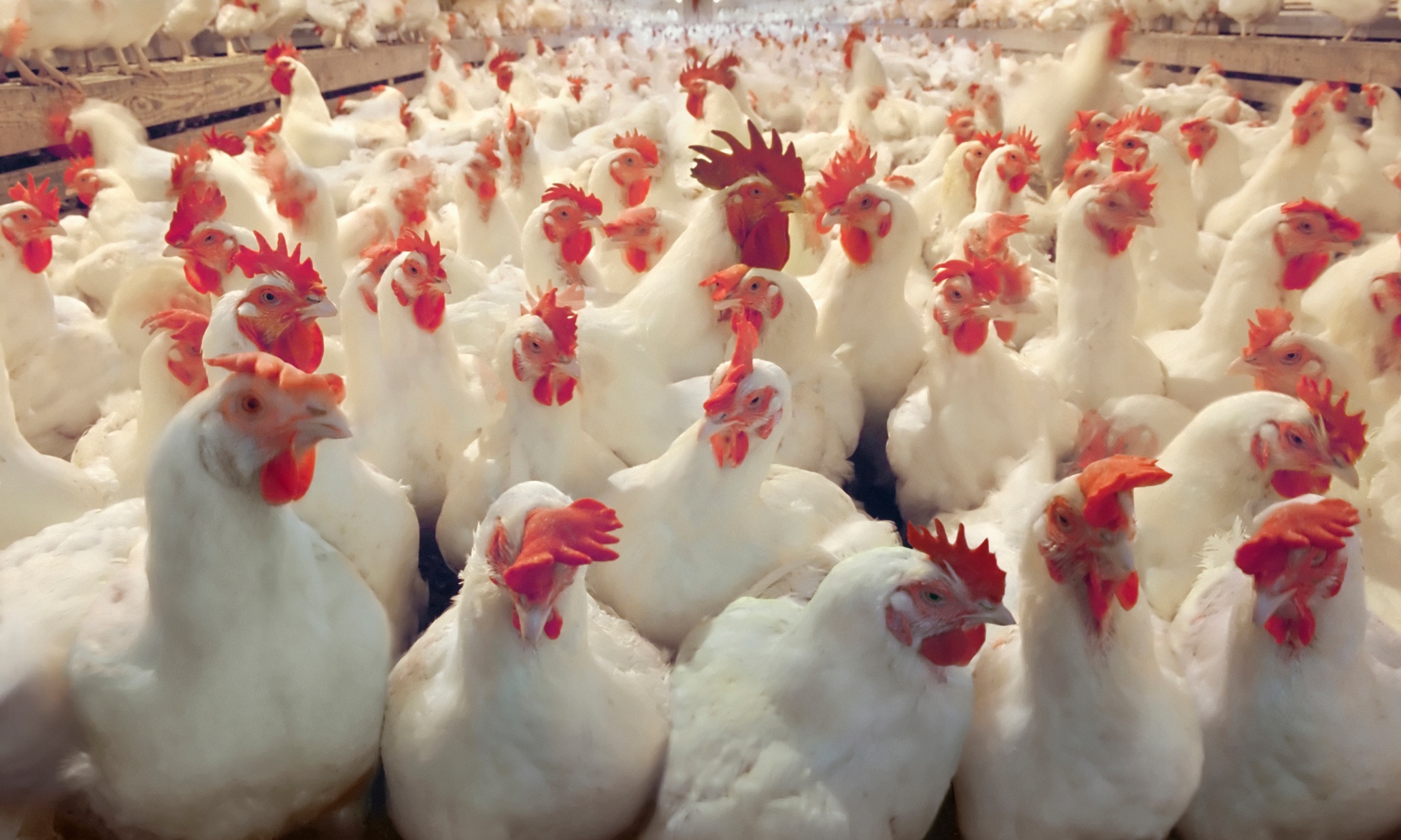 Food Poisoning Scandal How Chicken Spreads Campylobacter Society 