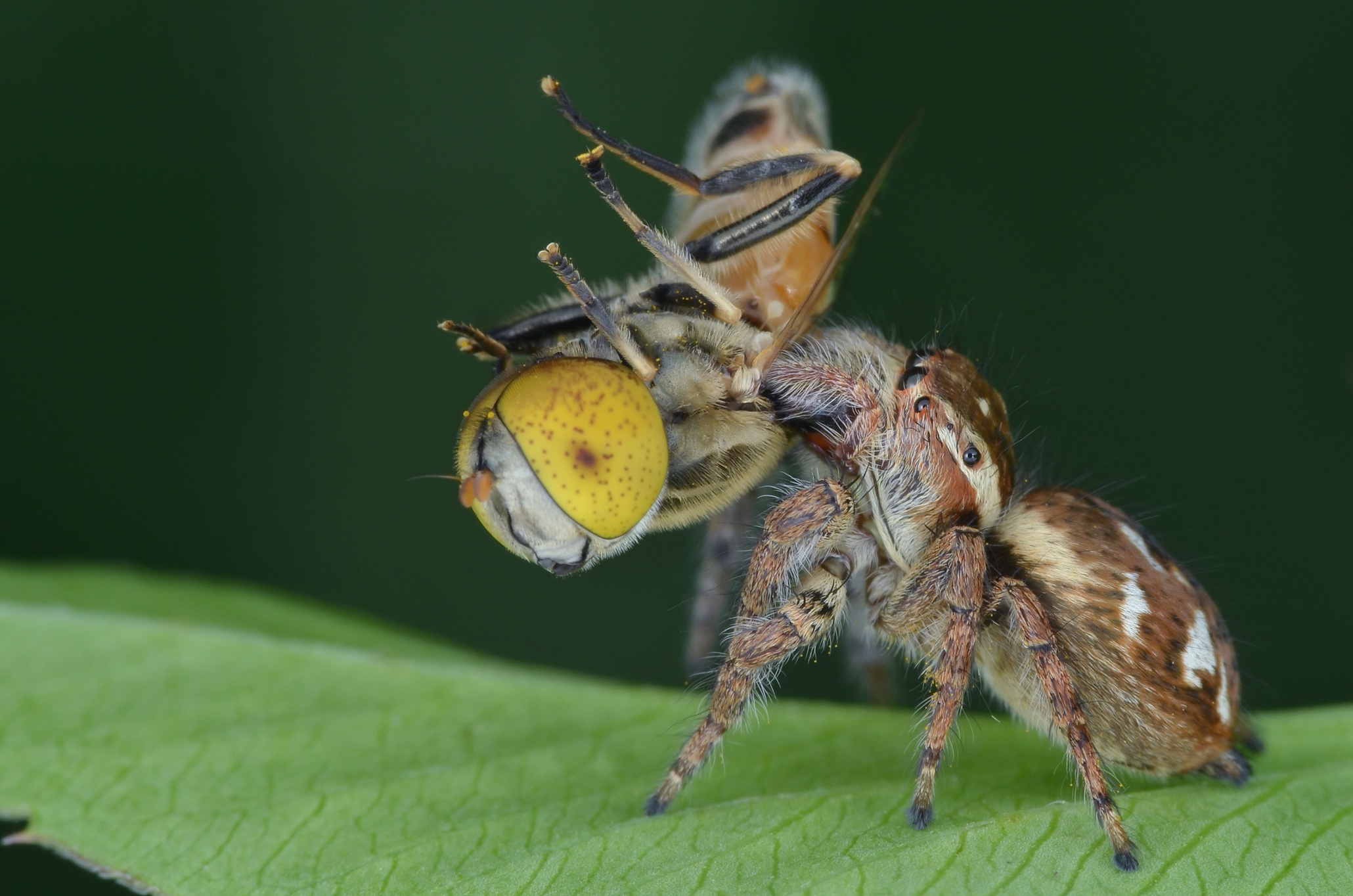 face-your-fears-extreme-creepy-crawly-close-ups-in-pictures