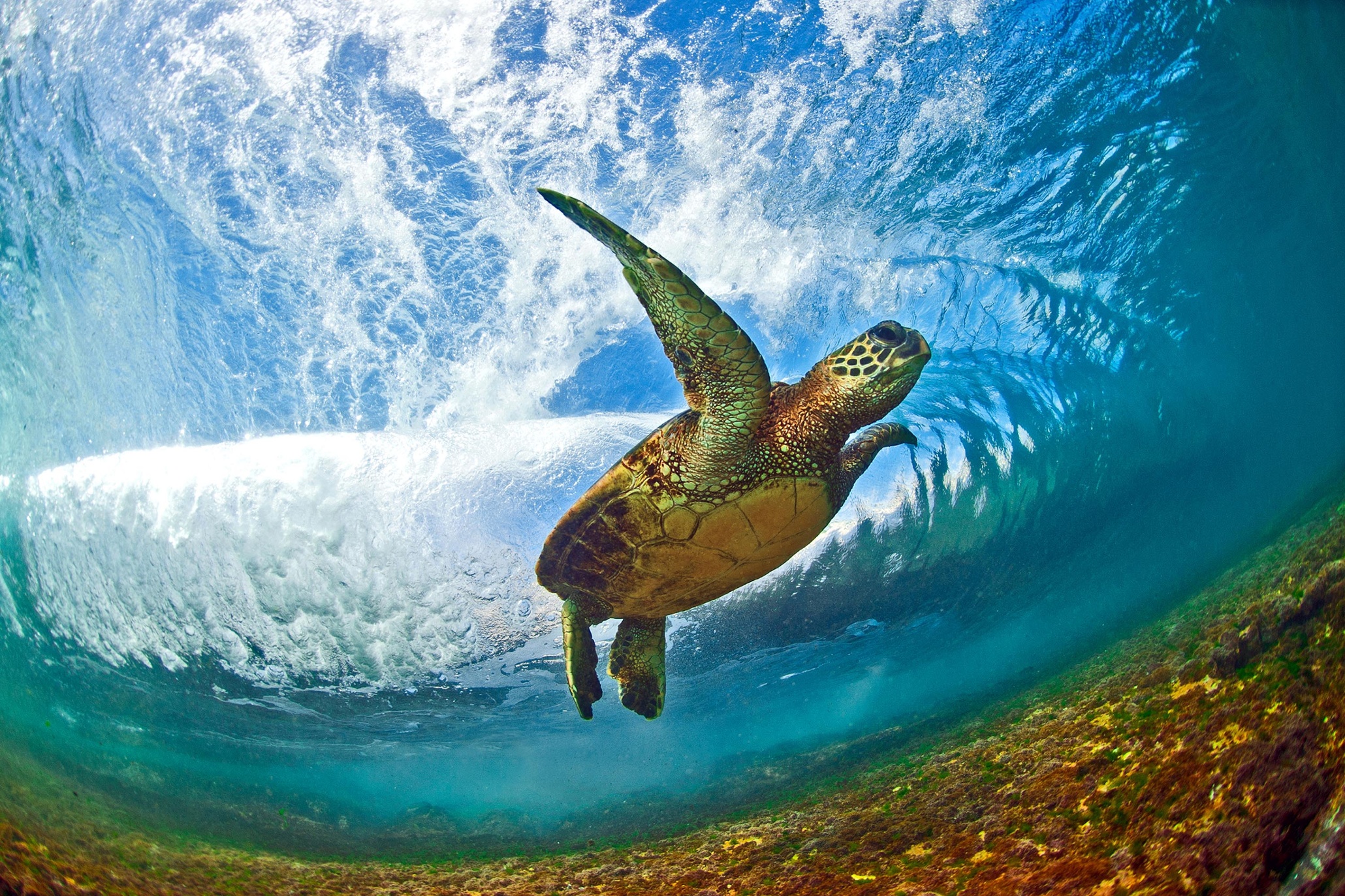 hawaii-s-spectacular-ocean-waves-in-pictures-us-news-the-guardian