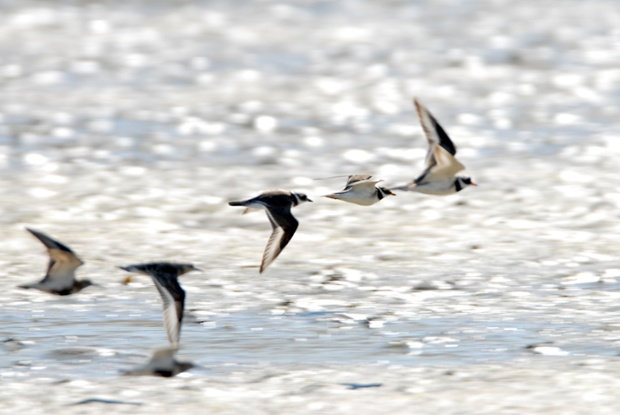 Wading birds declining in the UK (Photos) | Focusing on Wildlife