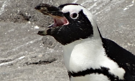 http://static.guim.co.uk/sys-images/Guardian/Pix/pictures/2014/7/30/1406737246236/An-African-penguin-vocali-007.jpg