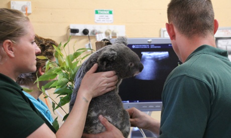 Staff At Featherdale Wildlife Park Using The Ultrasound On A Koala