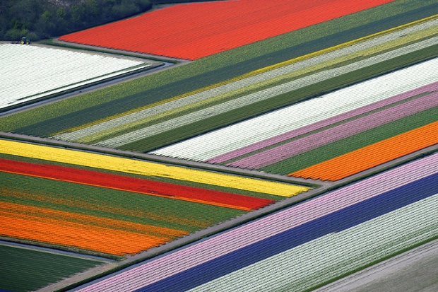 Blooming tulips field in The Netherlands.