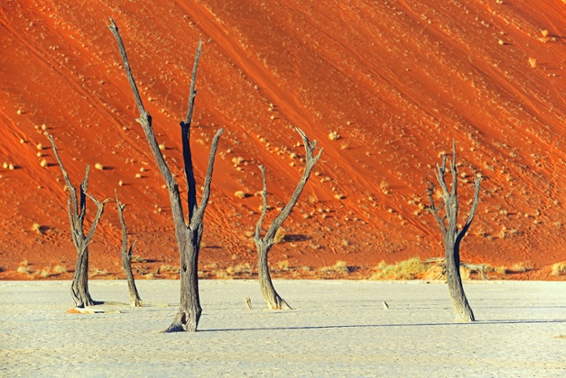 Camel thorn trees in Namibia.
