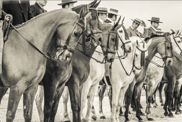 Horse show, Tarifa, Spain