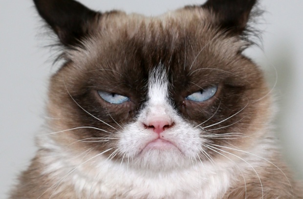 Grumpy Cat S New Grumpy Book In Pictures World News The Guardian