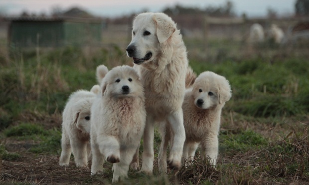 Group of Maremma dogs