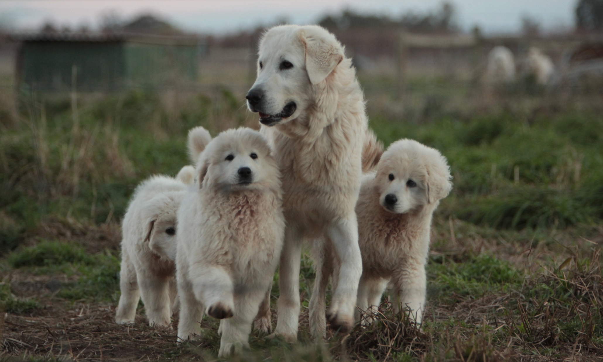 Maremma dogs trained as bandicoot bodyguards – in pictures | Australia ...